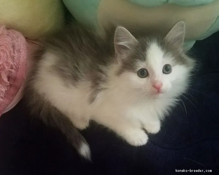 ID：2103-00742の子猫