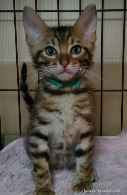 ID:2004-01369の子猫