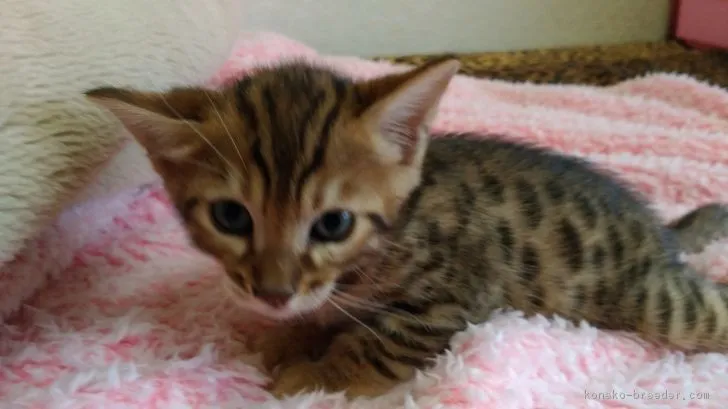 ID:1809-01440の子猫
