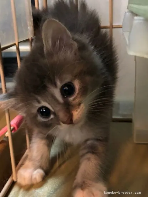 ふるーと 様のお迎えした子猫