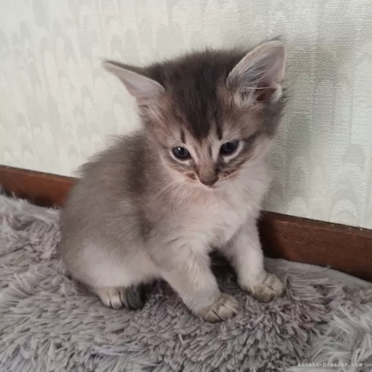 MARK 様のお迎えした子猫