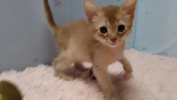 ID：2105-00935の子猫