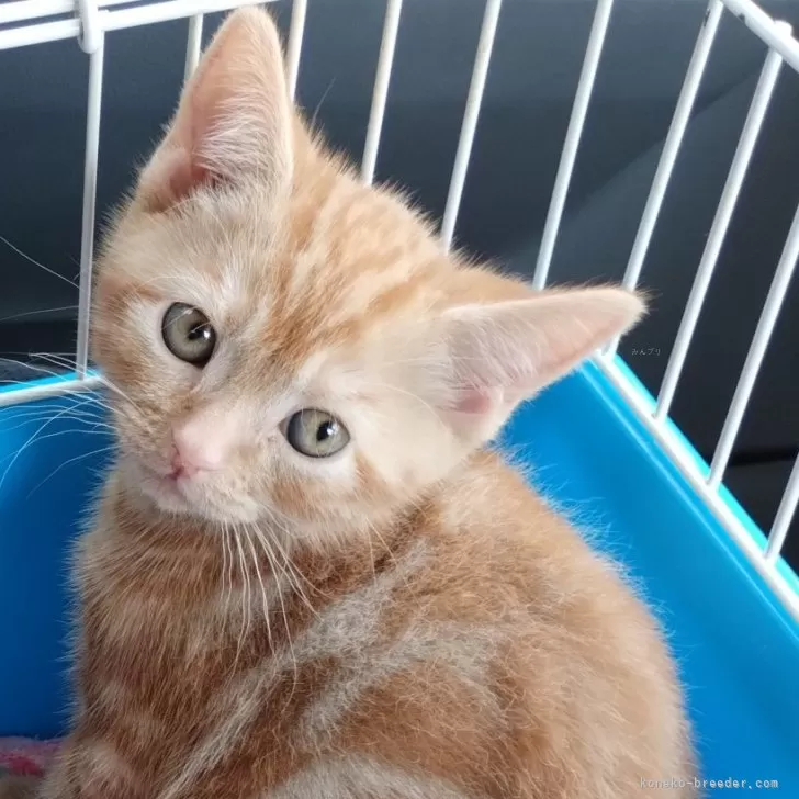 ID：2404-02570の子猫