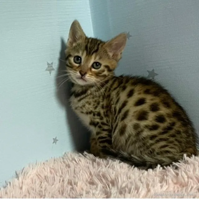ID:2202-00632の子猫