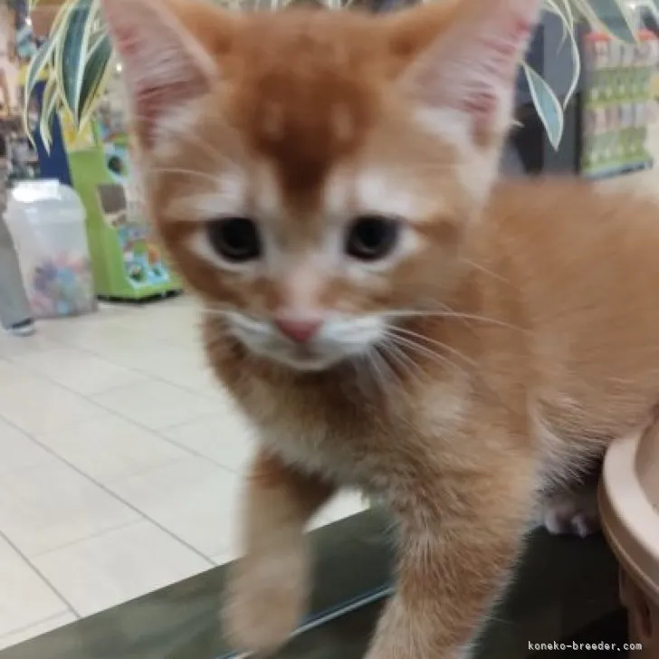 金時の父 様のお迎えした子猫