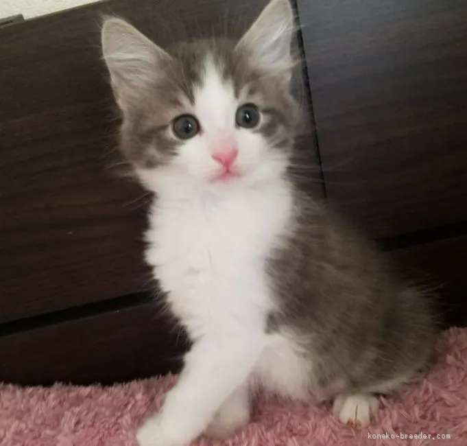 ID：2103-00740の子猫