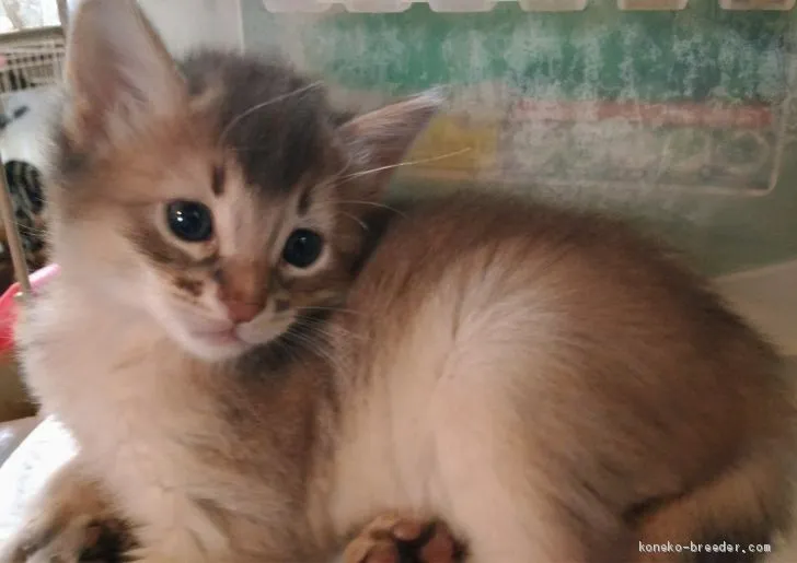 ID:1905-00592の子猫