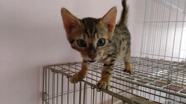 ID：1906-01278の子猫