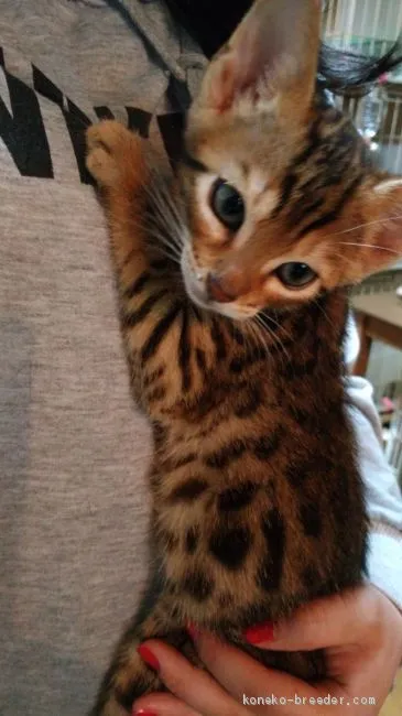 ID：1905-00042の子猫