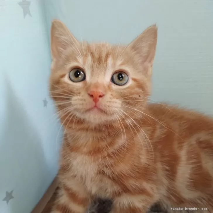 ID：2408-01799の子猫
