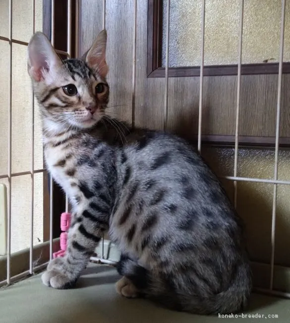 SIMONSAKURA 様のお迎えした子猫