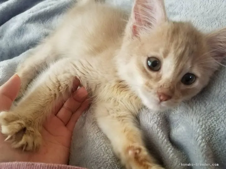 ID:2011-01835の子猫