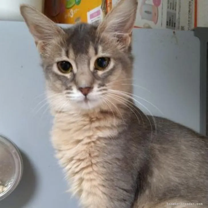 ID：2212-00742の子猫