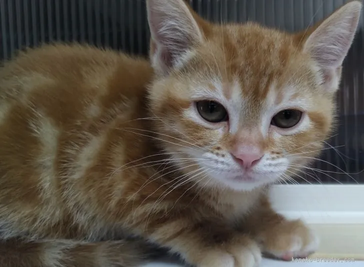 ID：2205-02377の子猫