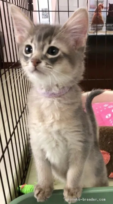 ID：2003-01599の子猫