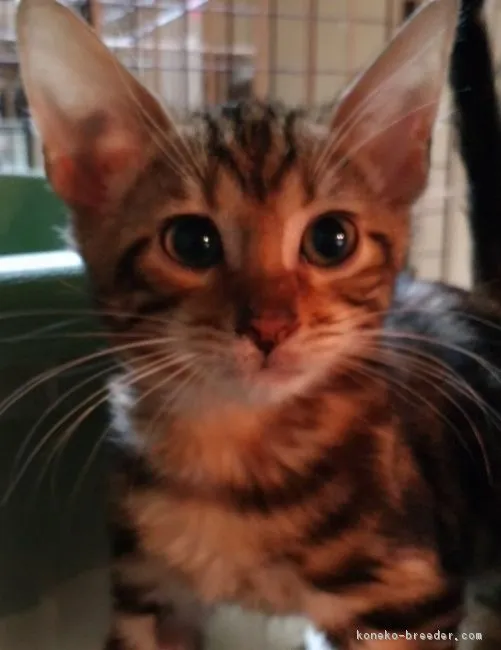 ID:1811-01510の子猫