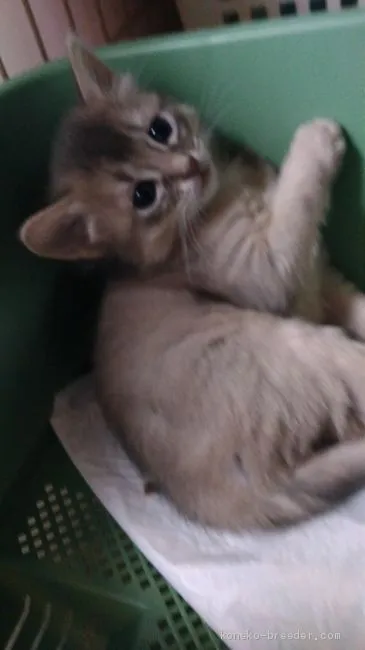 ID:1905-00591の子猫