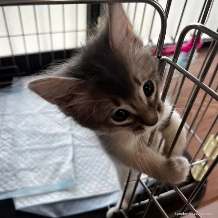 ID：2407-03236の子猫