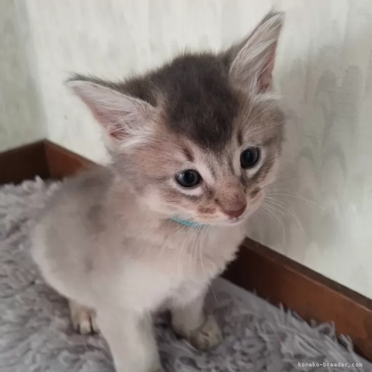 ID：2411-02751の子猫