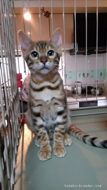 ID:1811-00258の子猫