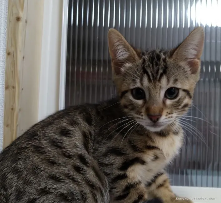 ID:2205-02370の子猫