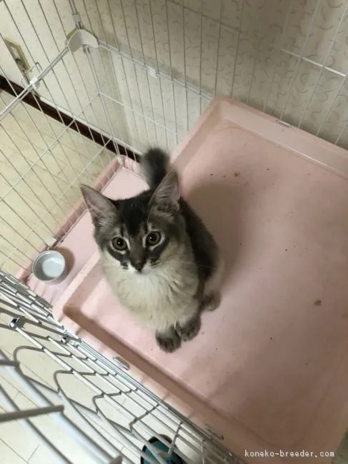 EL 様のお迎えした子猫