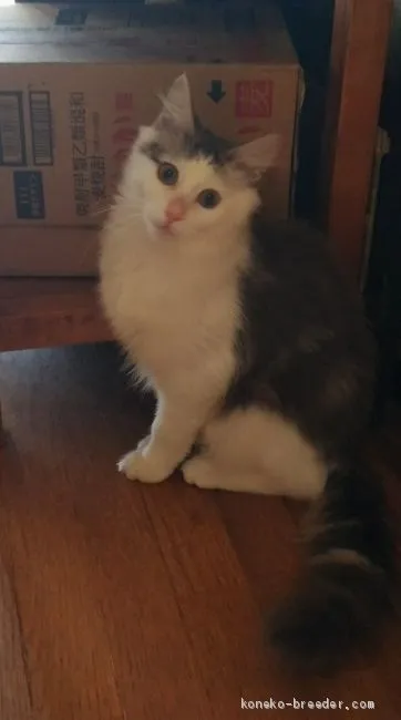 seamaster002 様のお迎えした子猫