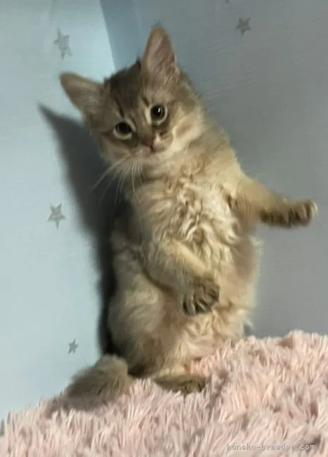ID:2202-00552の子猫