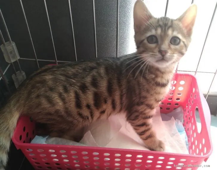 ID:2102-00507の子猫