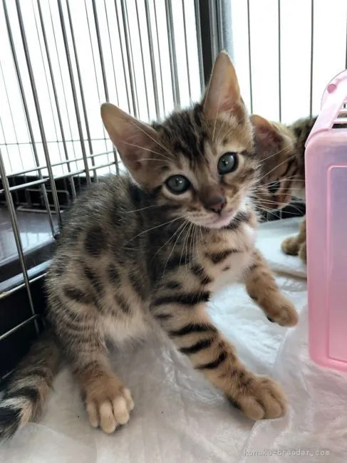 ID：1907-01757の子猫