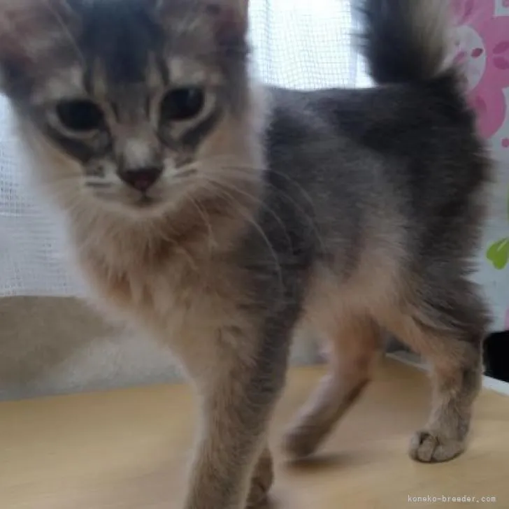 ID：2212-00741の子猫