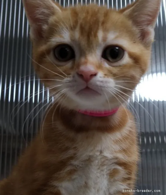 M.U 様のお迎えした子猫