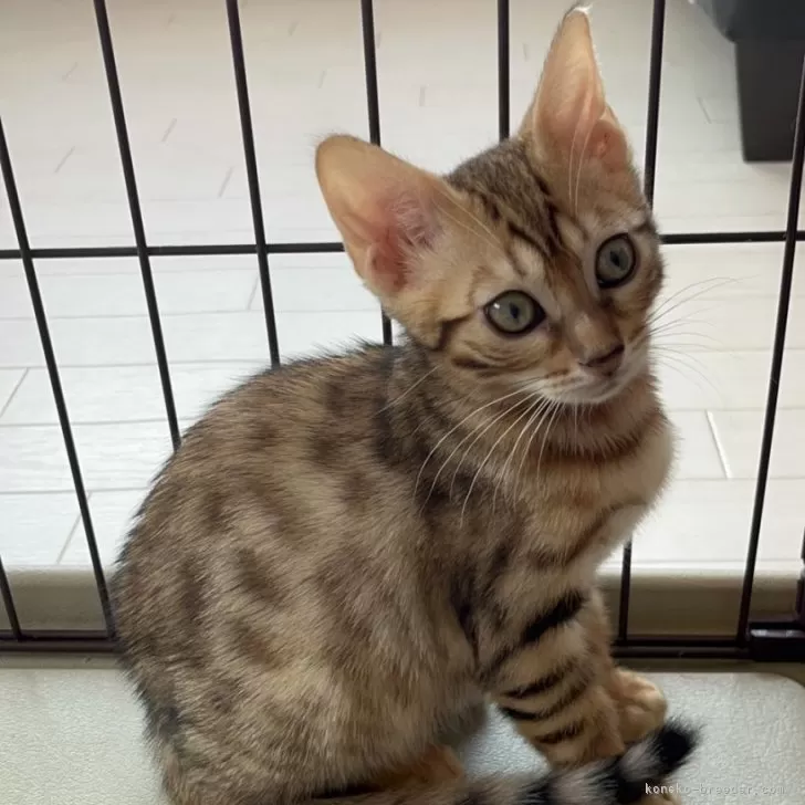 ID:2405-03616の子猫