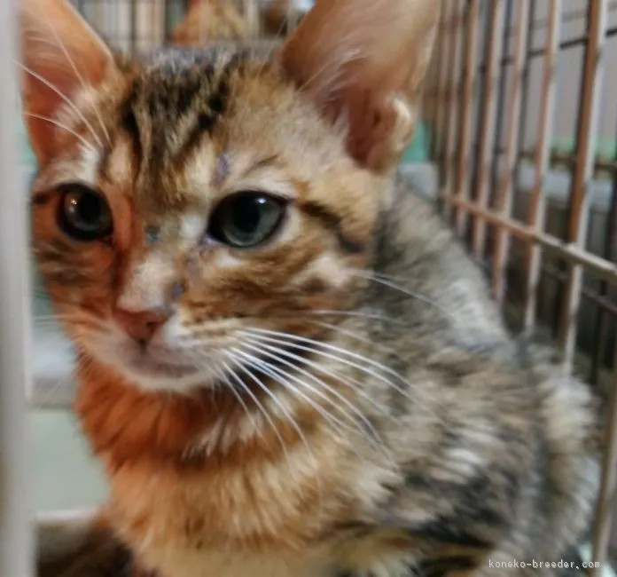ID：1812-01384の子猫