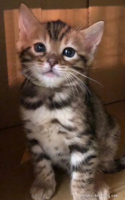 コハゲちゃん 様のお迎えした子猫