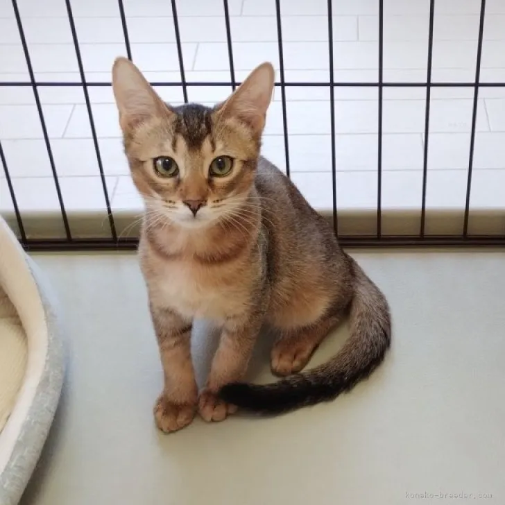 S.K 様のお迎えした子猫