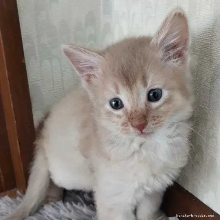ID:2411-02750の子猫