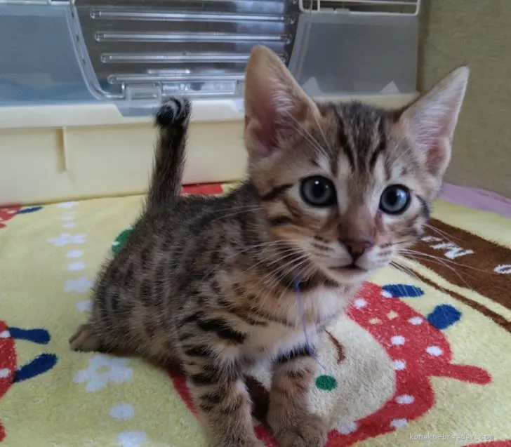 ID：2008-01356の子猫