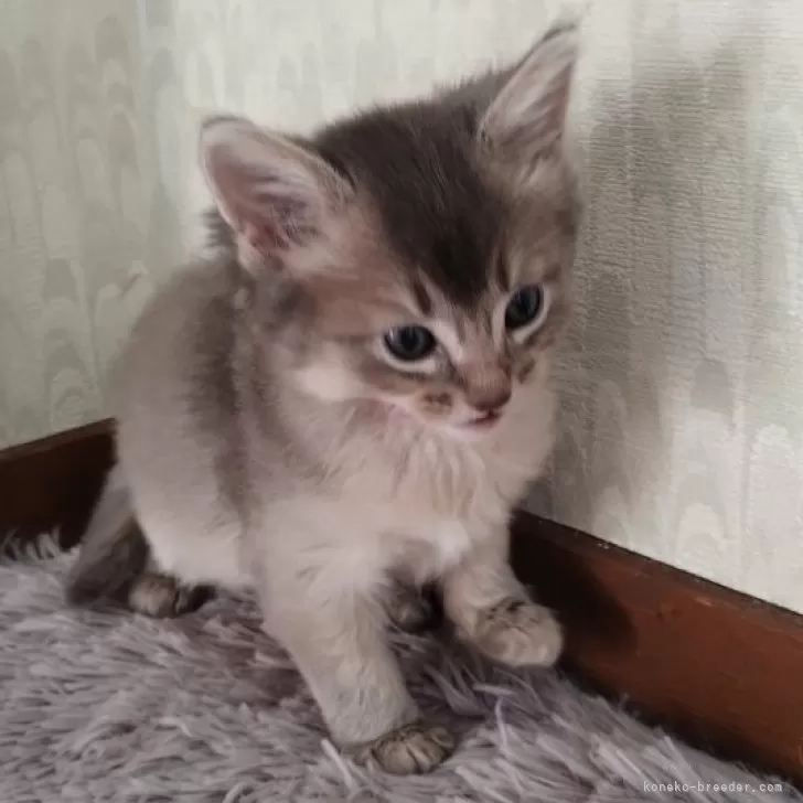 ID:2411-02749の子猫