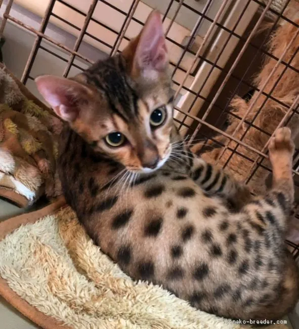 ID:1906-01272の子猫