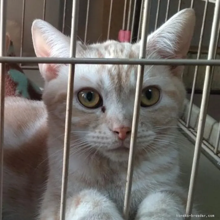 ID：2212-00895の子猫