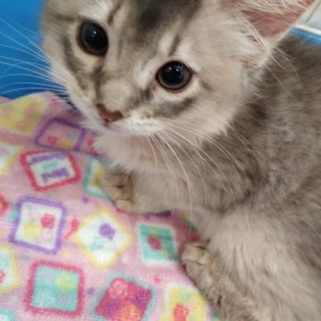ソマリ【滋賀県・女の子・2023年7月1日・ブルー】の写真「写真更新しました📷」