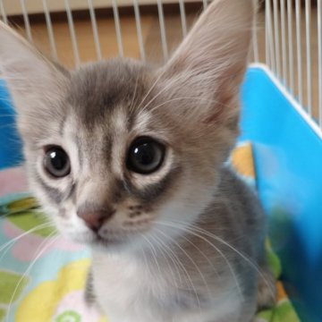 ソマリ【滋賀県・男の子・2024年7月1日・ブルー】の写真「コロコロしっかり育ってます」