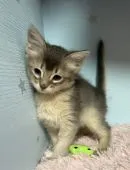 ソマリ【滋賀県・女の子・2021年12月18日・ブルー】の写真1