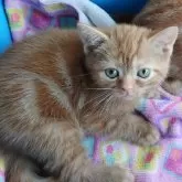 アメリカンショートヘア【滋賀県・女の子・2024年2月5日・レッドタビー】の写真1「580gです」