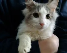 ノルウェージャンフォレストキャット【滋賀県・男の子・2018年7月10日・シルバータビーアンドホワイト】の写真1「2月13日撮影」