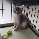 ソマリ【滋賀県・男の子・2024年6月9日・ブルー】の写真1「おっとりしてます😊」