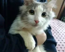 ノルウェージャンフォレストキャット【滋賀県・男の子・2018年7月10日・シルバータビーアンドホワイト】の写真2