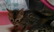 ベンガル【滋賀県・男の子・2020年2月1日・ブラウンスポテッドタビー】の写真2
