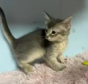 ソマリ【滋賀県・女の子・2021年12月18日・ブルー】の写真2